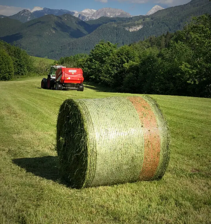 Maschio Mondiale 120 TOPCUT thumbnail 5
